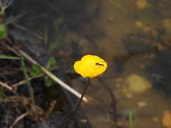 Sphaerophoria rueppellii