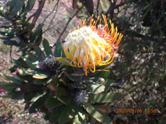 Leucospermum pluridens