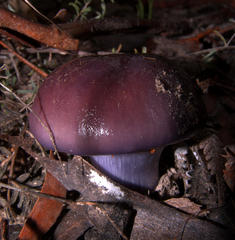 Cortinarius archeri