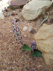 Lachenalia membranacea