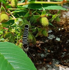 Euproctis kanshireia