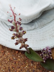Lachenalia membranacea