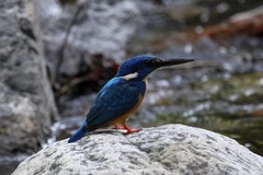 Alcedo semitorquata