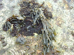 Pelvetia canaliculata
