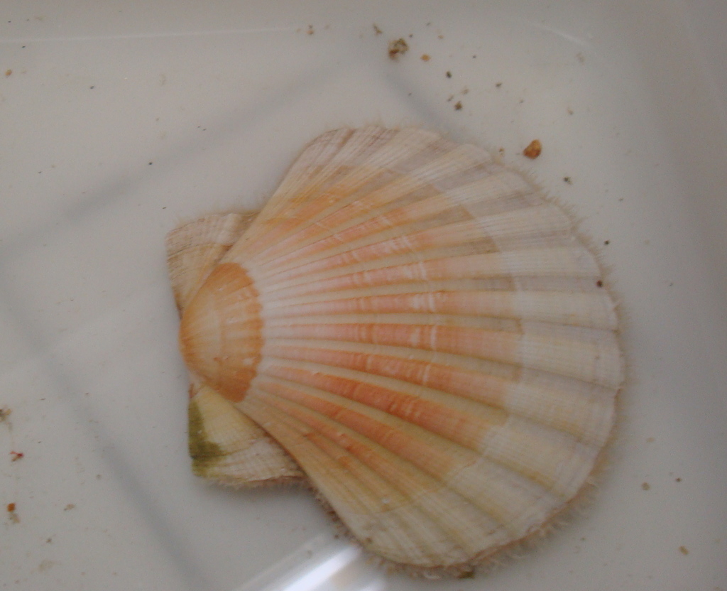 Great Scallop