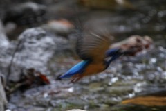 Alcedo semitorquata