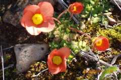 Oxalis inaequalis