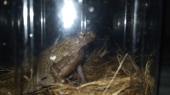 Ingerophrynus quadriporcatus