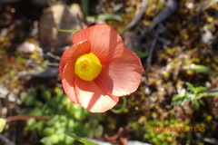 Oxalis inaequalis