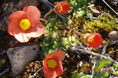 Oxalis inaequalis
