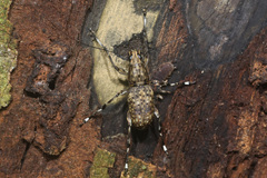 Habrissus