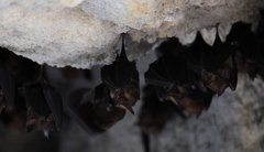 Hipposideros armiger terasensis