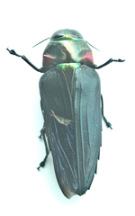 Belionota