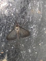 Pyrausta demantrialis