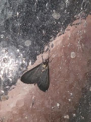 Pyrausta demantrialis