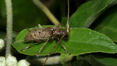 Acalolepta rusticatrix