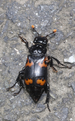 Nicrophorus insularis