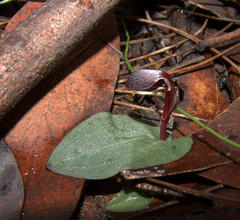 Corybas unguiculatus