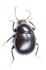 Accanthopus reitteri