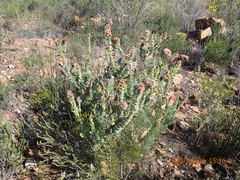 Paranomus roodebergensis