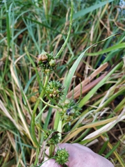 Sparganium erectum erectum