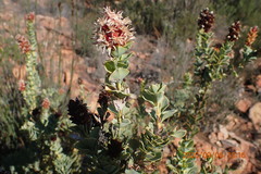 Paranomus roodebergensis