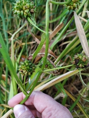 Sparganium erectum erectum