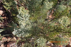 Paranomus roodebergensis