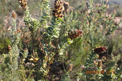 Paranomus roodebergensis