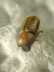 Trypodendron