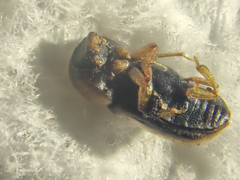 Trypodendron