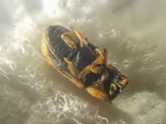 Trypodendron