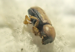 Trypodendron