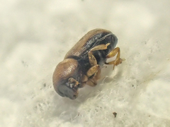 Trypodendron