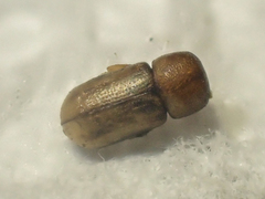 Trypodendron