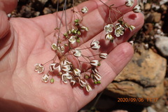 Pharnaceum aurantium