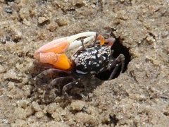 Austruca occidentalis