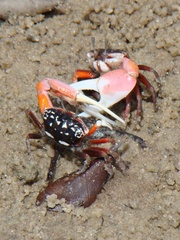 Austruca occidentalis