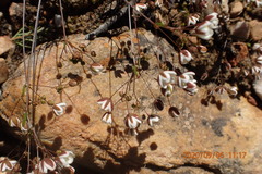 Pharnaceum aurantium