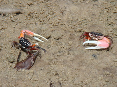 Austruca occidentalis