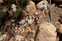 Pharnaceum aurantium