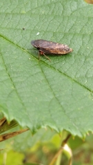 Aphrodinae