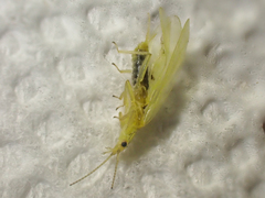 Plumiperla diversa