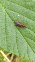 Aphrodinae