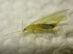 Plumiperla diversa