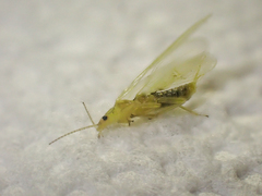 Plumiperla diversa