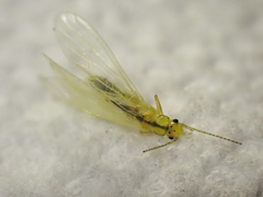 Plumiperla diversa