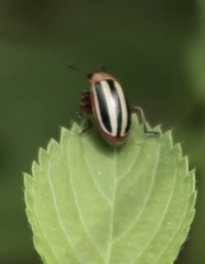 Disonycha leptolineata