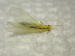 Plumiperla diversa