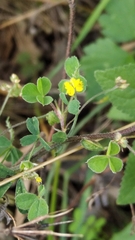 Medicago minima